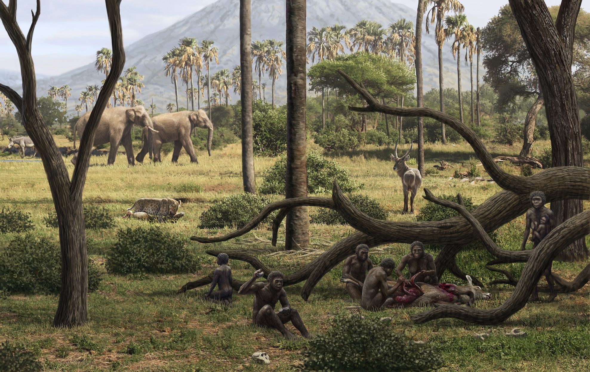 Image 1 pour Les premiers humains en Afrique ! : <h6>© Science Photo Library/Anton, Mauricio</h6>