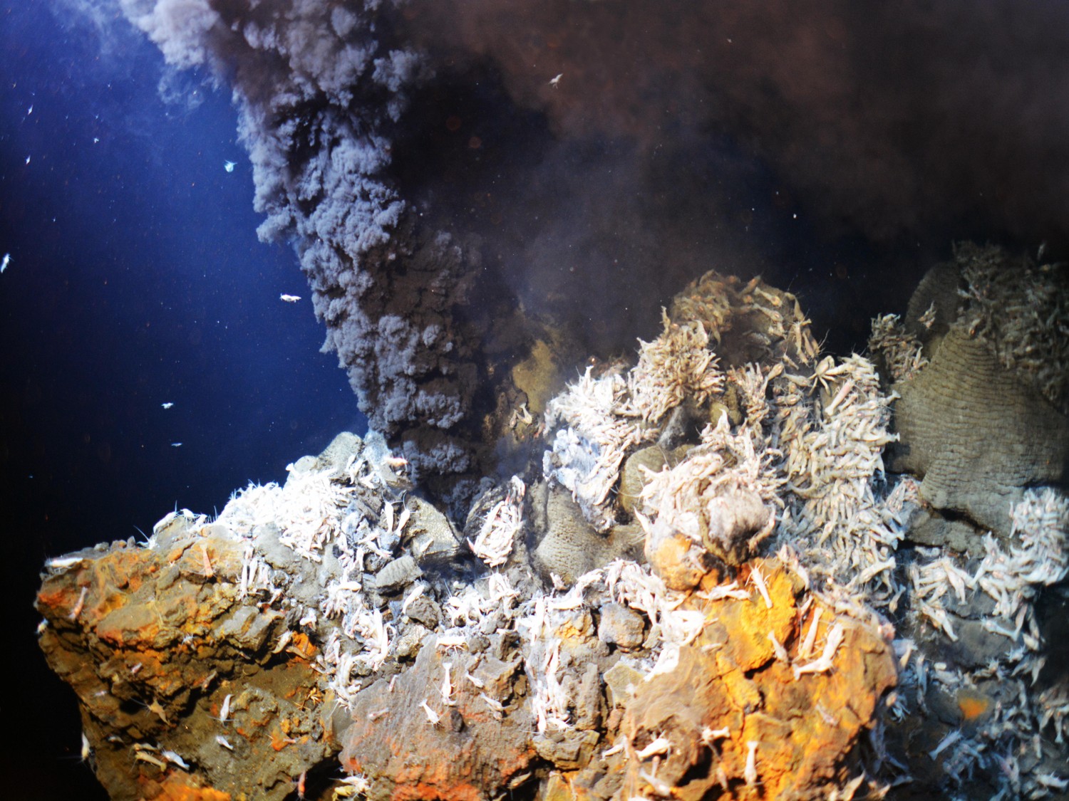 Image 1 pour L’aventure de la vie commence ! : <p>Elle est localisée à une profondeur entre 3 500 et 4 000 mètres. Cet environnement a pu favoriser l'émergence des premières formes de vie. C'est aujourd'hui le foyer de nombreuses espèces.</p><h6>©Ifremer (2016)</h6>