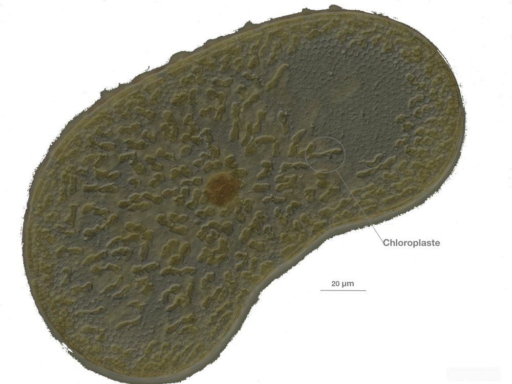 Image 1 pour La mystérieuse origine des eucaryotes : <p>Micro-algue unicellulaire de la famille des diatomées observée au microscope.<br>
Les diatomées sont apparues il y a seulement 200 millions d'années, longtemps après les premières algues rouges.</p><h6>© Observatoire Océanologique de Villefrance-sur-Mer</h6>