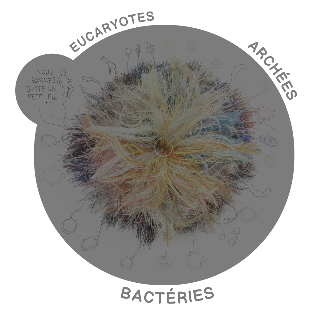 Image 1 pour Notre ancêtre commun apparaît sur Terre ! : <h6>©Threads of life © 2023 by Giulia Ghisleni is licensed under CC BY-NC-SA 4.0</h6>